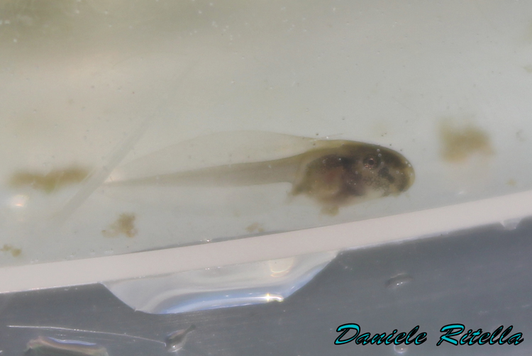 Qualche Pelophylax sp.! (prov. Caserta)